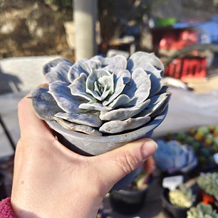 Echeveria Lilacina Marble