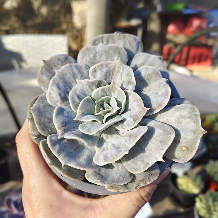 Echeveria Lilacina Marble 3