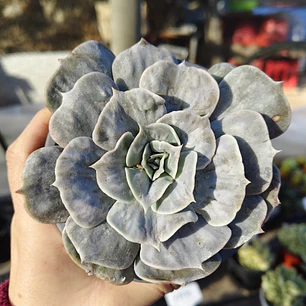 Echeveria Lilacina Marble