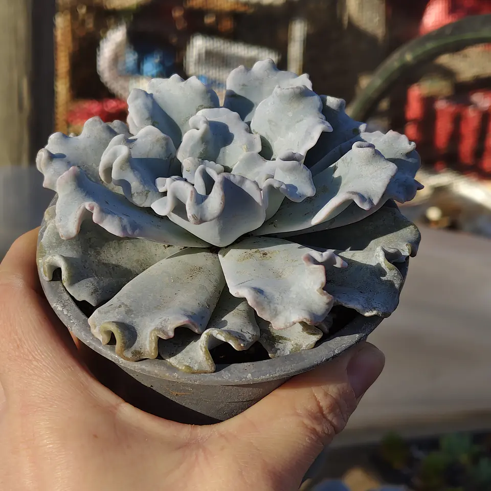Echeveria Crispate Beauty  2