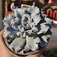 Echeveria Crispate Beauty  - Miniatura 3