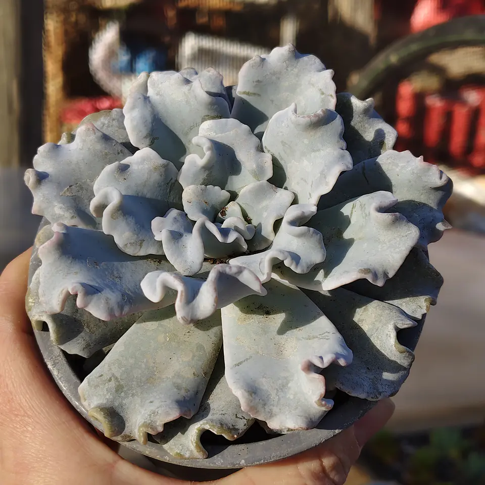 Echeveria Crispate Beauty  3