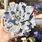Echeveria Crispate Beauty  - Miniatura 1