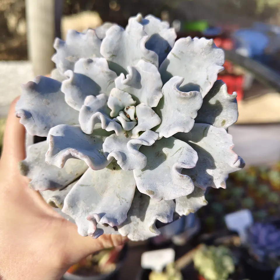 Echeveria Crispate Beauty  1