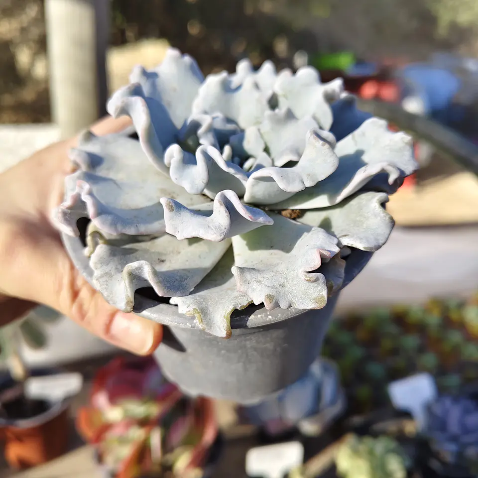Echeveria Crispate Beauty  4