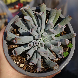 Echeveria Trumpet ice 