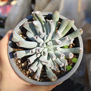 Echeveria Trumpet ice 