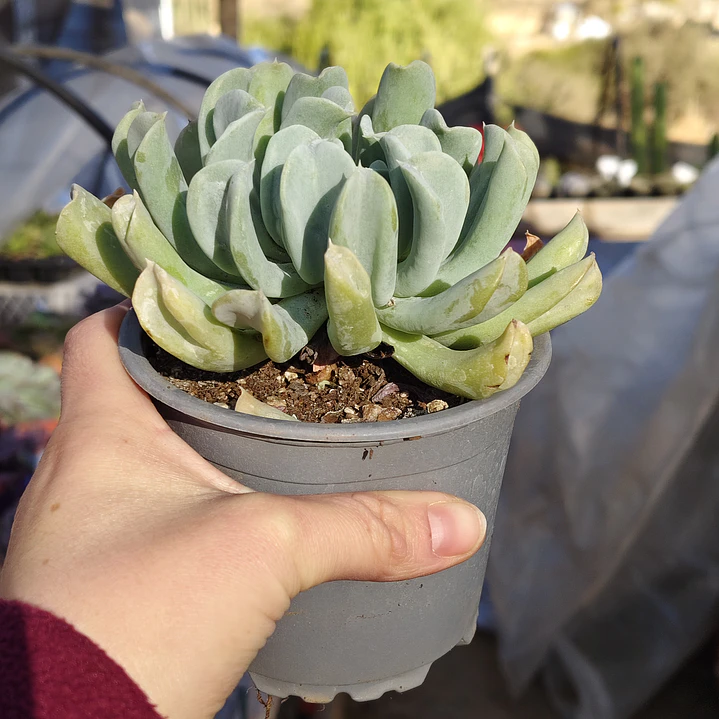 Echeveria Runyonii 