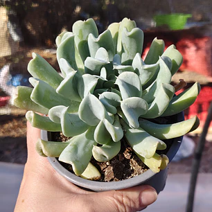 Echeveria Runyonii 