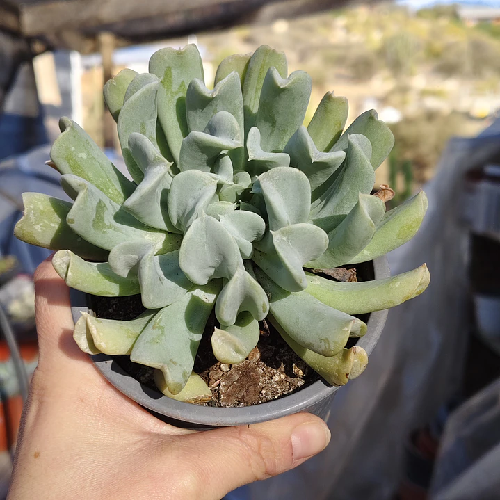 Echeveria Runyonii 