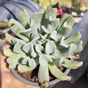 Echeveria Runyonii 