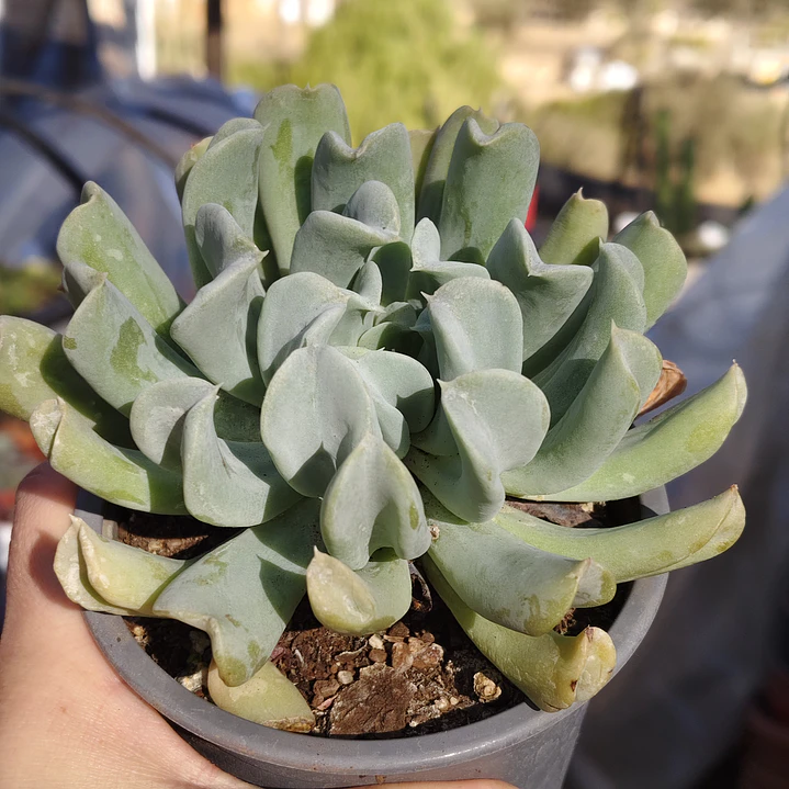 Echeveria Runyonii 