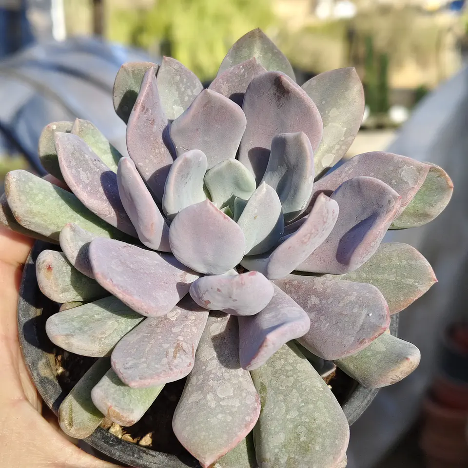 Graptoveria Debbie  1