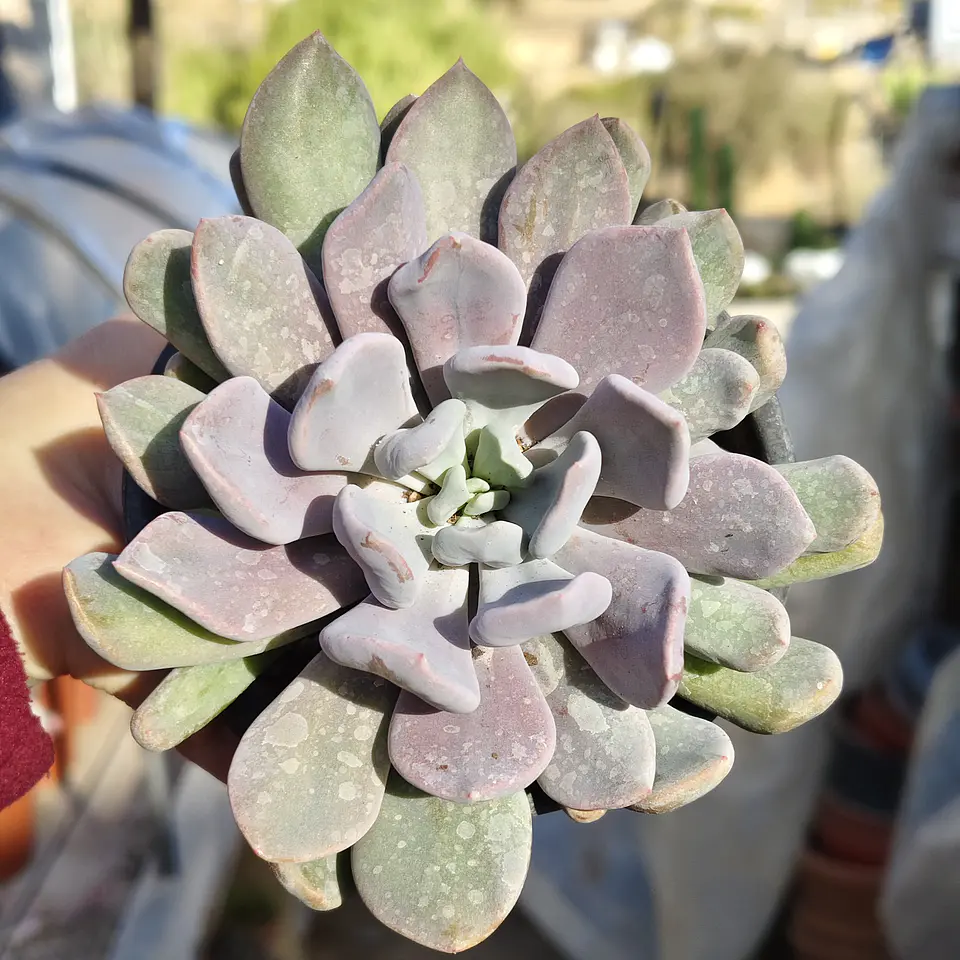 Graptoveria Debbie  6