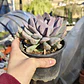 Graptoveria Debbie  - Miniatura 2