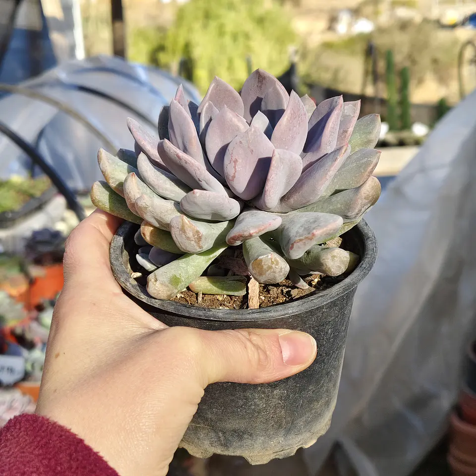 Graptoveria Debbie  2