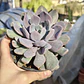 Graptoveria Debbie  - Miniatura 3