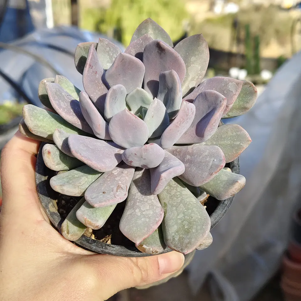 Graptoveria Debbie  3