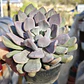 Graptoveria Debbie  - Miniatura 5