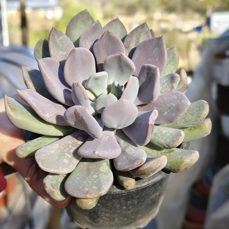 Graptoveria Debbie  5