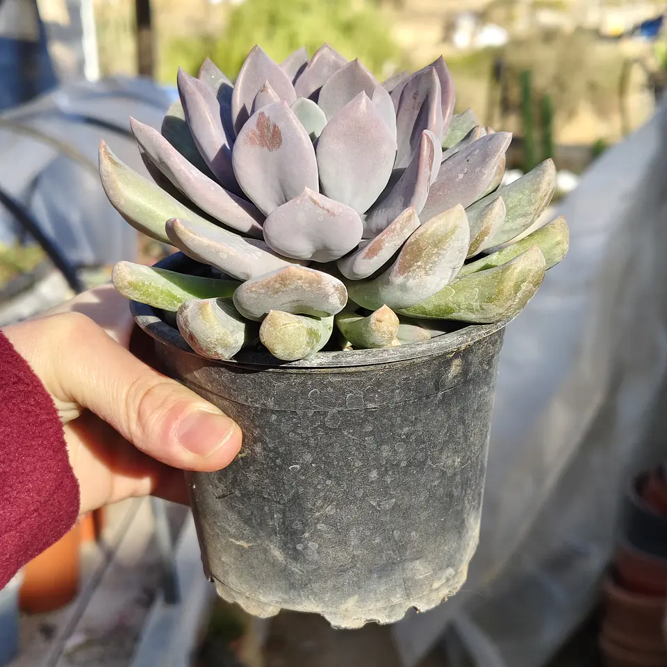 Graptoveria Debbie  4