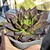 Echeveria Black Prince 