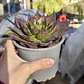 Echeveria Black Prince  - Miniatura 3