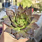Echeveria Black Prince  - Miniatura 4