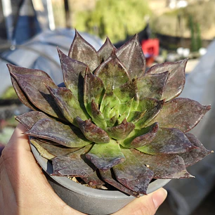 Echeveria Black Prince 