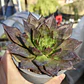 Echeveria Black Prince  - Miniatura 2