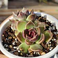 Echeveria Pushke - Coreana - Miniatura 1