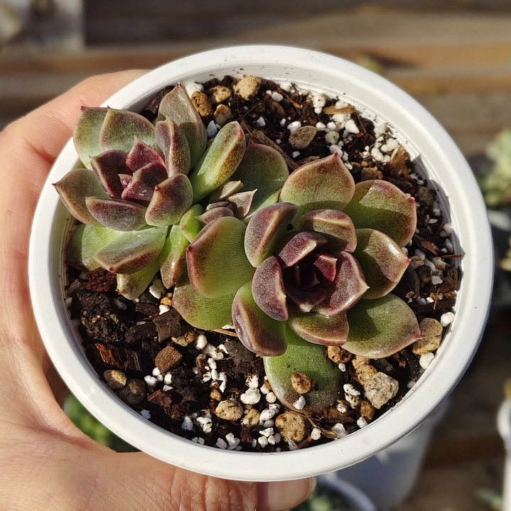 Echeveria Pushke - Coreana 2
