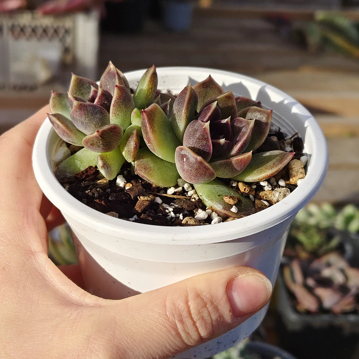 Echeveria Pushke - Coreana 3