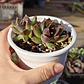 Echeveria Pushke - Coreana - Miniatura 3