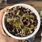 Echeveria Pushke - Coreana - Miniatura 4