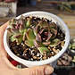 Echeveria Pushke - Coreana - Miniatura 6
