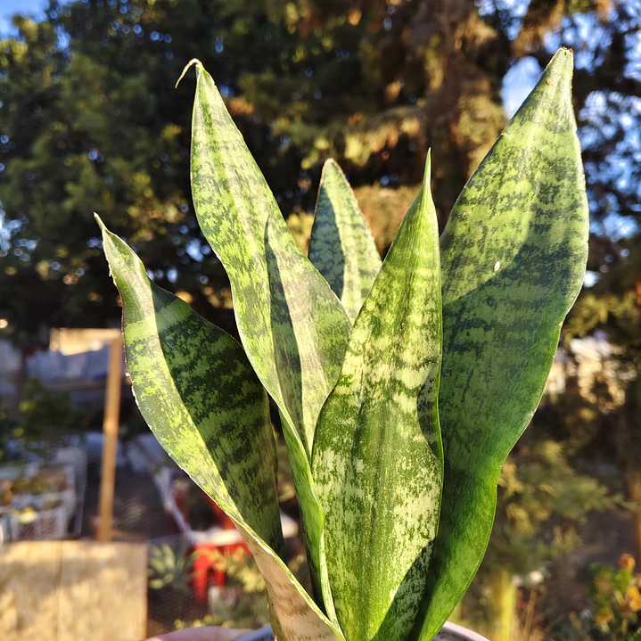 Sansevieria Robusta  4