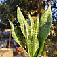 Sansevieria Robusta  - Miniatura 4