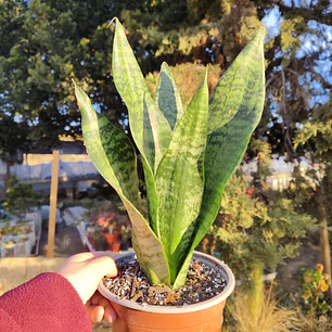 Sansevieria Robusta 