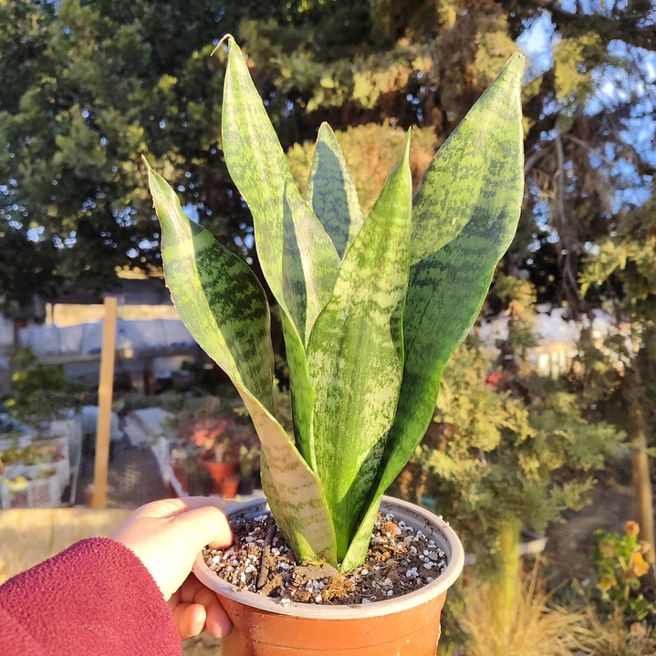 Sansevieria Robusta  1