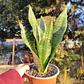 Sansevieria Robusta  - Miniatura 1