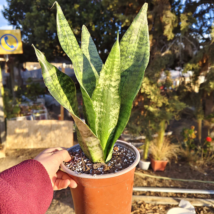 Sansevieria Robusta  5