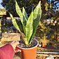 Sansevieria Robusta  - Miniatura 5