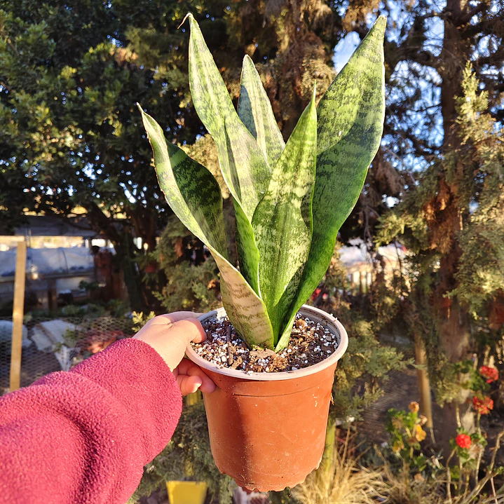 Sansevieria Robusta  3