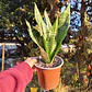 Sansevieria Robusta  - Miniatura 3