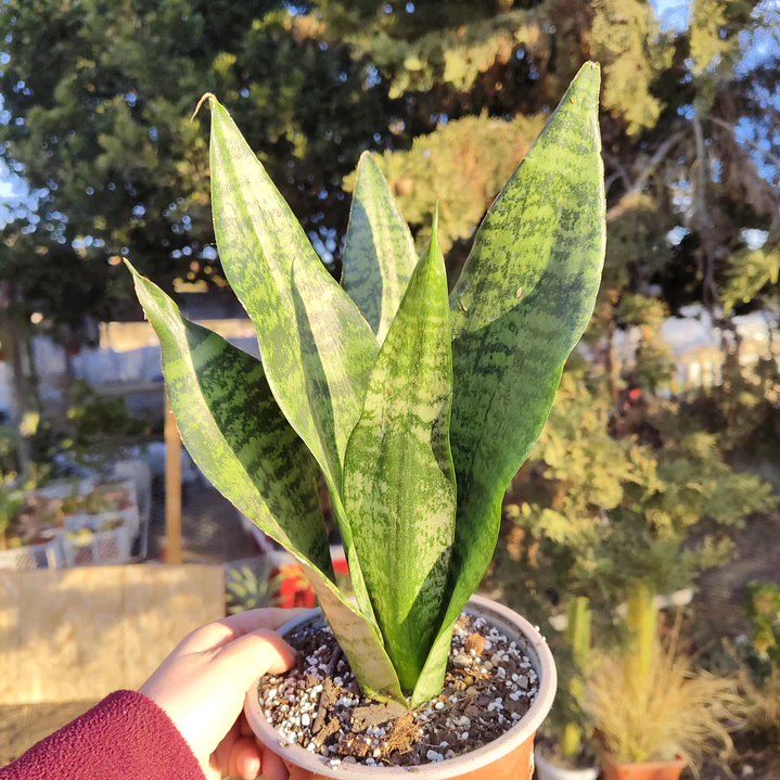 Sansevieria Robusta  2