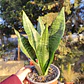 Sansevieria Robusta  - Miniatura 2