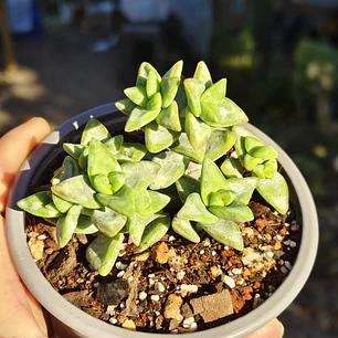 Crassula Rupestris ssp. Rupestris