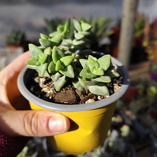 Crassula Rupestris ssp. Rupestris