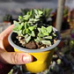 Crassula Rupestris ssp. Rupestris - Miniatura 1